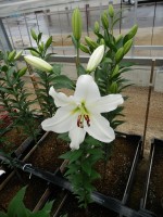 [4614 VZ W08 3011-01 No01.JPG]